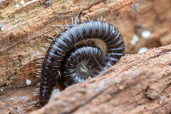 Tachypodoiulus niger