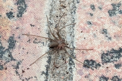 Loxosceles rufescens