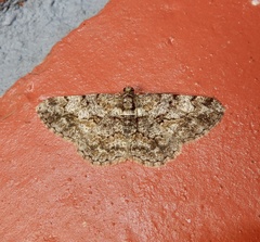 Psilalcis breta breta