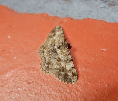 Psilalcis breta breta