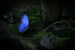 Morpho