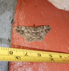 Psilalcis breta breta