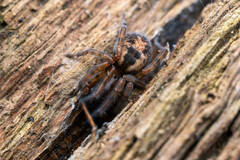 Amaurobius fenestralis