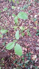 Prunus padus
