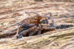 Amaurobius fenestralis