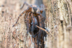 Amaurobius fenestralis