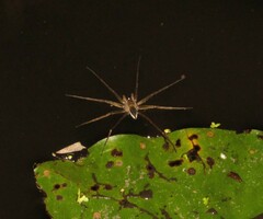 Dolomedes facetus