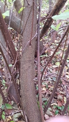 Prunus padus