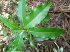 Peddiea africana
