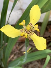 Trimezia steyermarkii