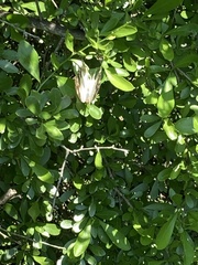 Protogoniomorpha anacardii