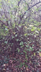 Prunus padus