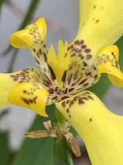 Trimezia steyermarkii