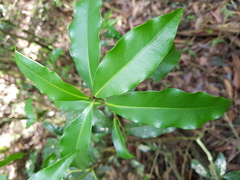 Peddiea africana