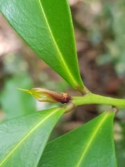 Peddiea africana