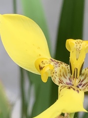 Trimezia steyermarkii