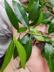 Tricalysia capensis
