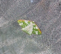 Eucyclodes albisparsa