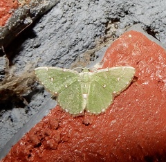 Argyrocosma inductaria