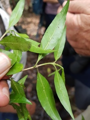 Tricalysia capensis