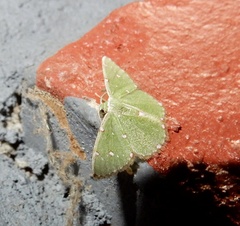 Argyrocosma inductaria