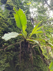Streptocarpus parviflorus