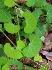 Cissampelos torulosa