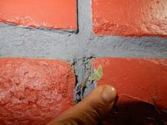 Argyrocosma inductaria