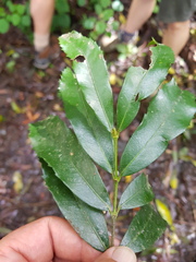 Cassipourea malosana