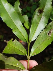 Cassipourea malosana