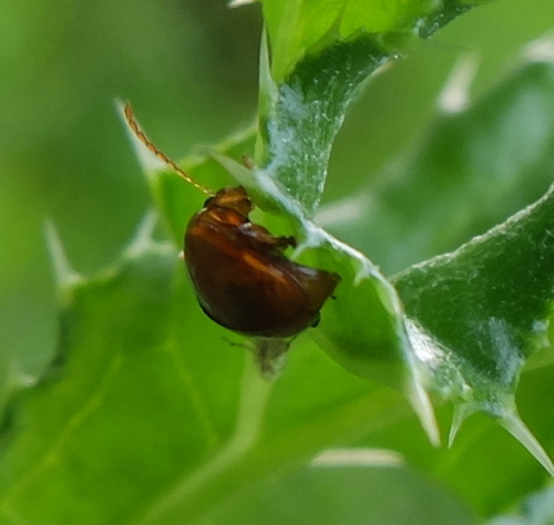Leaf beetle