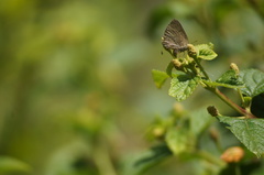 Parrhasius polibetes