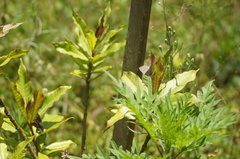 Parrhasius polibetes