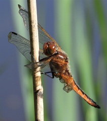 Libellula fulva