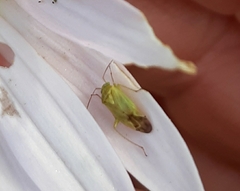 Taylorilygus apicalis