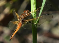 Libellula fulva
