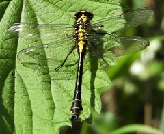 Gomphus vulgatissimus
