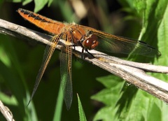 Libellula fulva