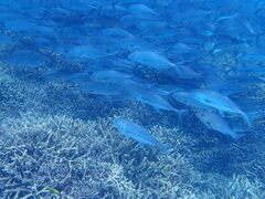 Caranx sexfasciatus