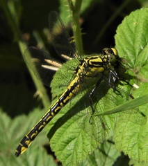 Gomphus vulgatissimus