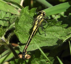 Gomphus vulgatissimus