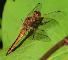 Libellula fulva