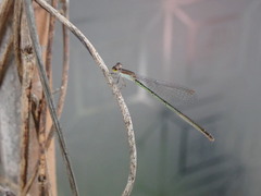 Agriocnemis