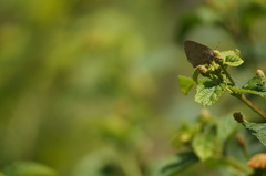 Parrhasius polibetes