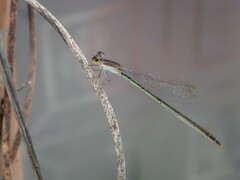 Agriocnemis