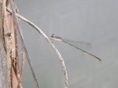 Agriocnemis
