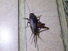 Teleogryllus occipitalis