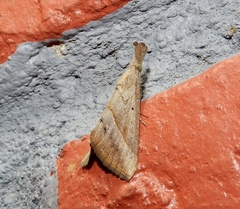 Hypena obacerralis
