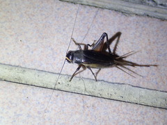 Teleogryllus occipitalis