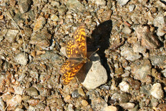 Melitaea